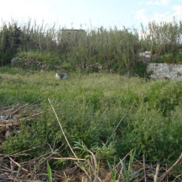 Riqualificazione Area Verde Brindisi: Sbitri 1