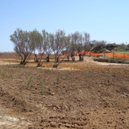 Riqualificazione Area Verde Brindisi: Sbitri 1